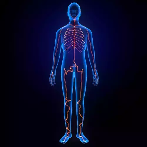 3d male human body arteries anatomy system 3D model
