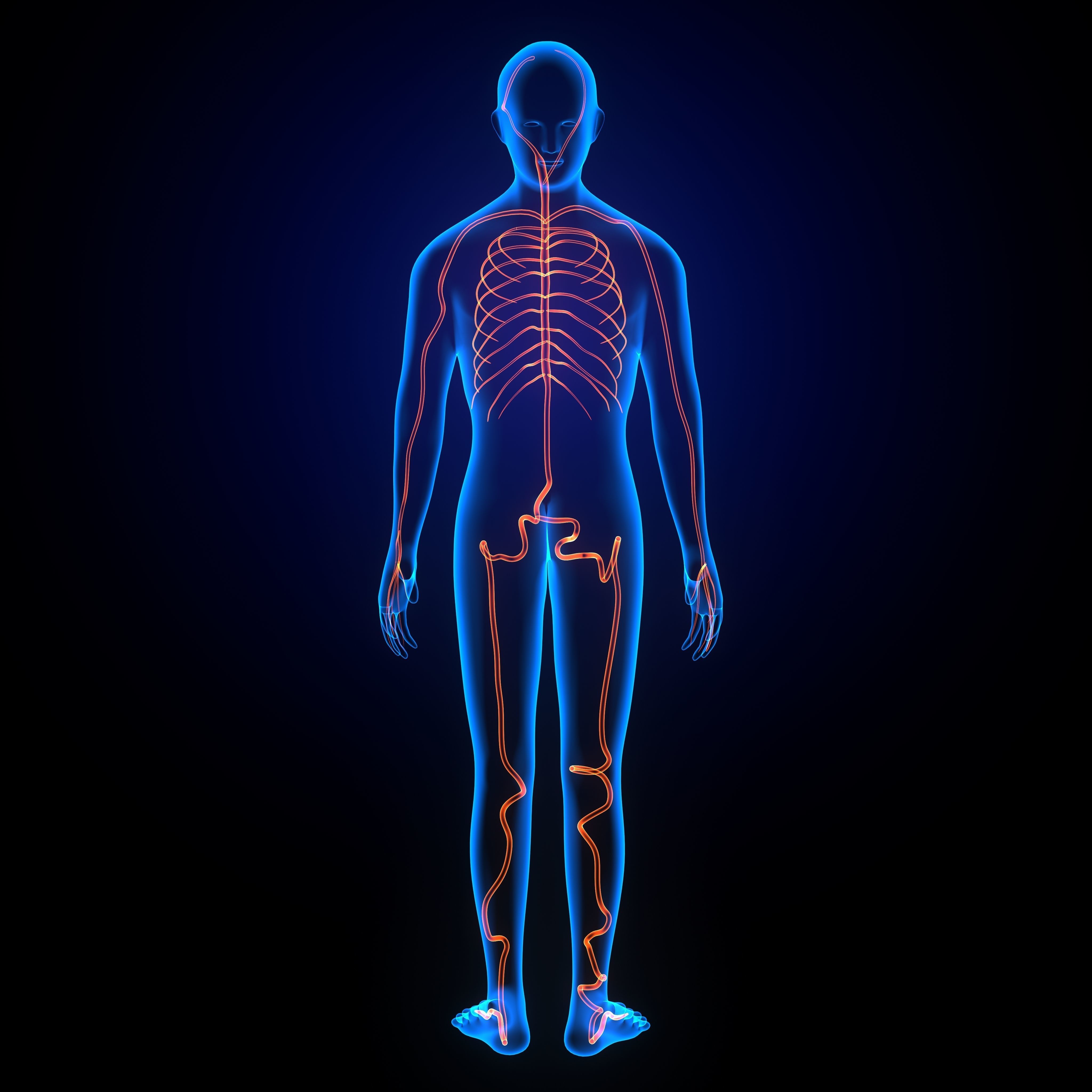 3d male human body arteries anatomy system 3D model_3