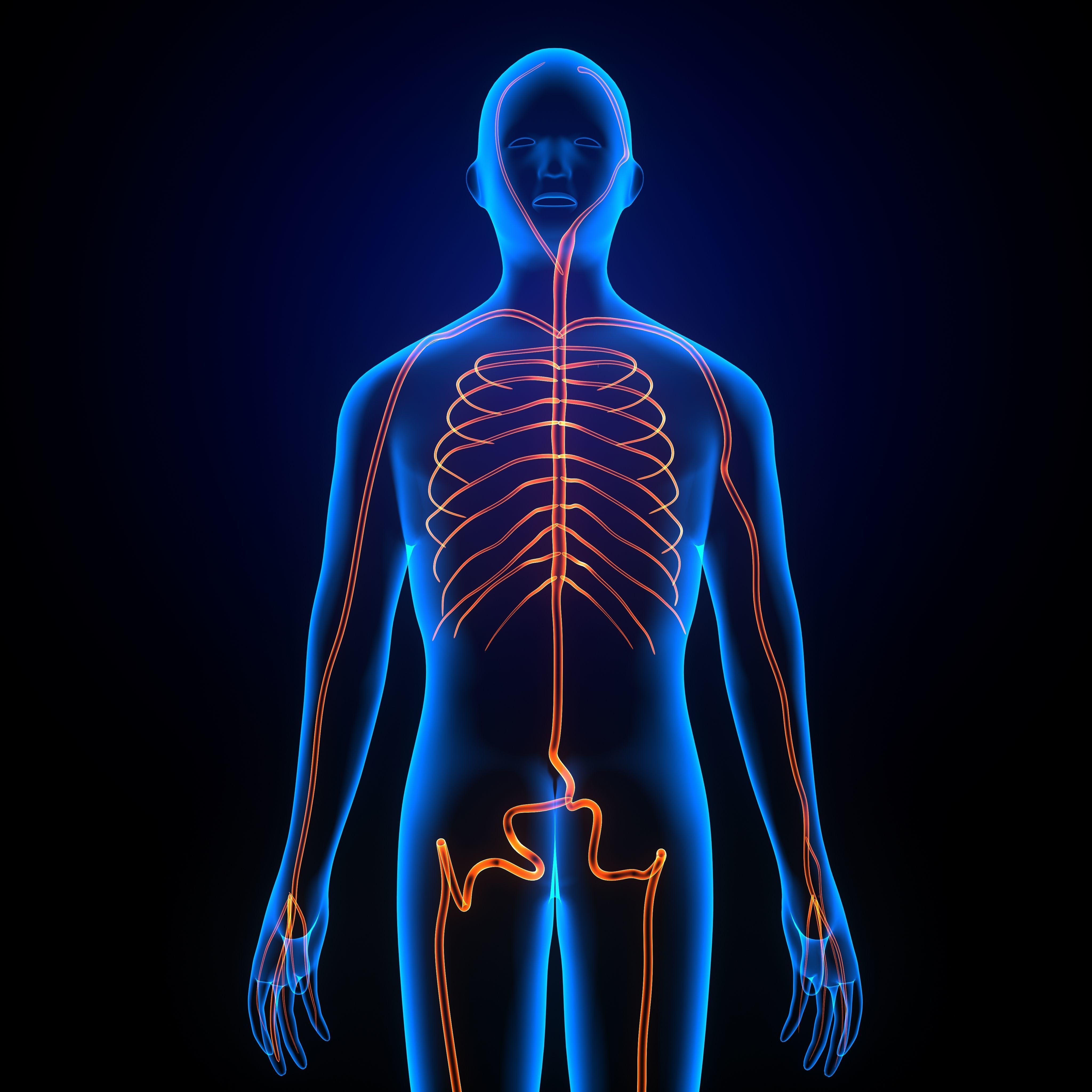 3d male human body arteries anatomy system 3D model_4