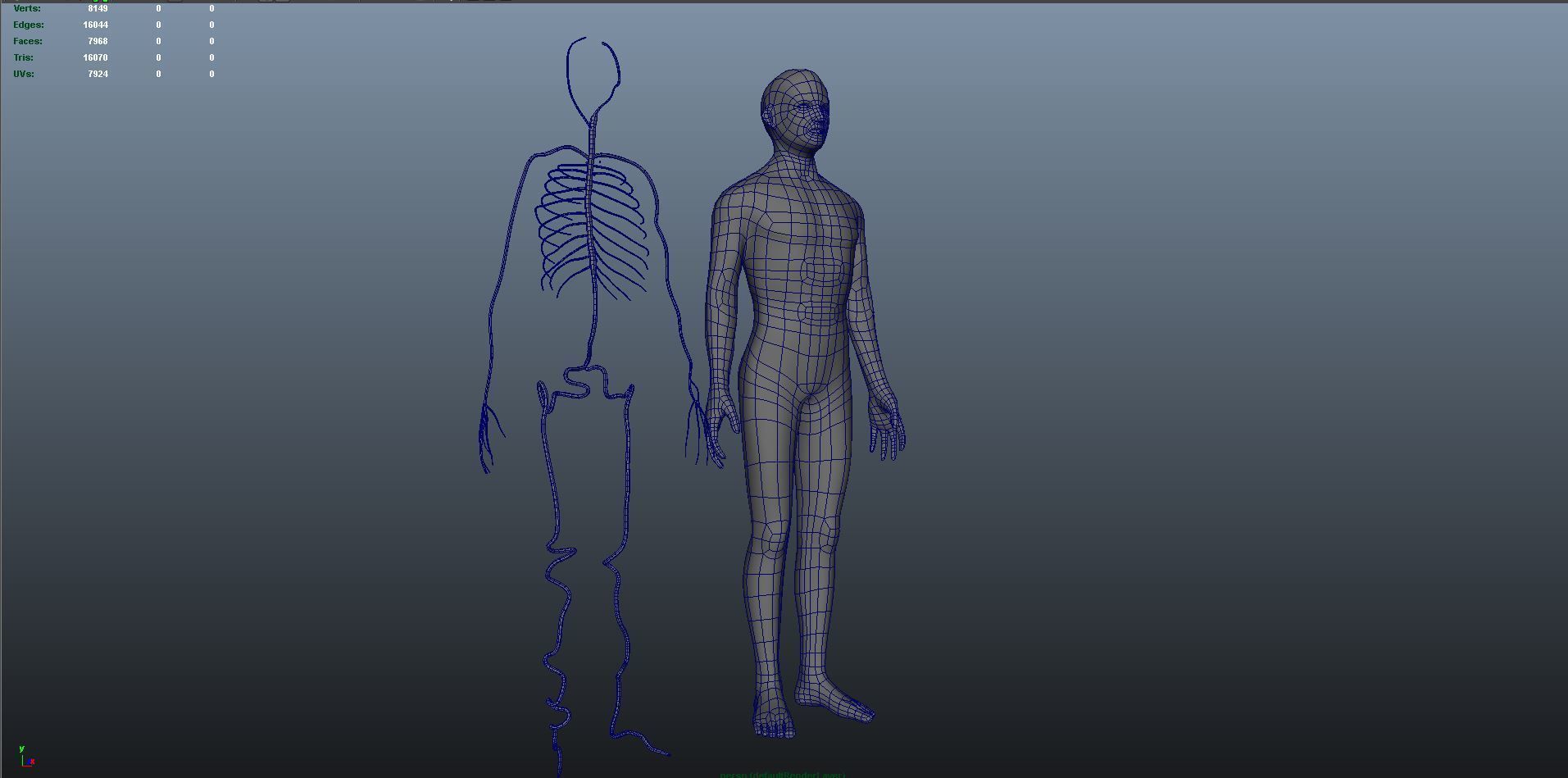 3d male human body arteries anatomy system 3D model_13