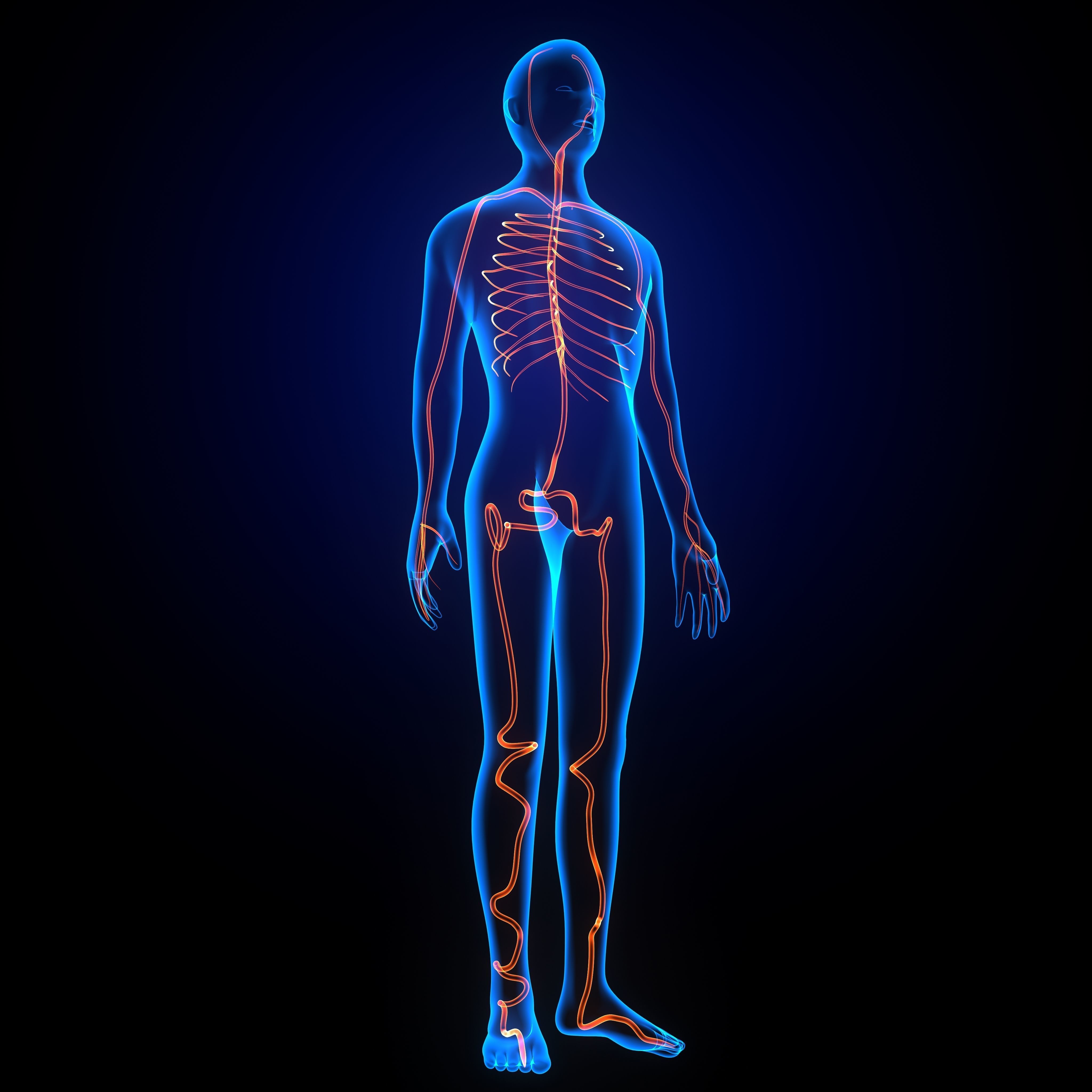 3d male human body arteries anatomy system 3D model_1