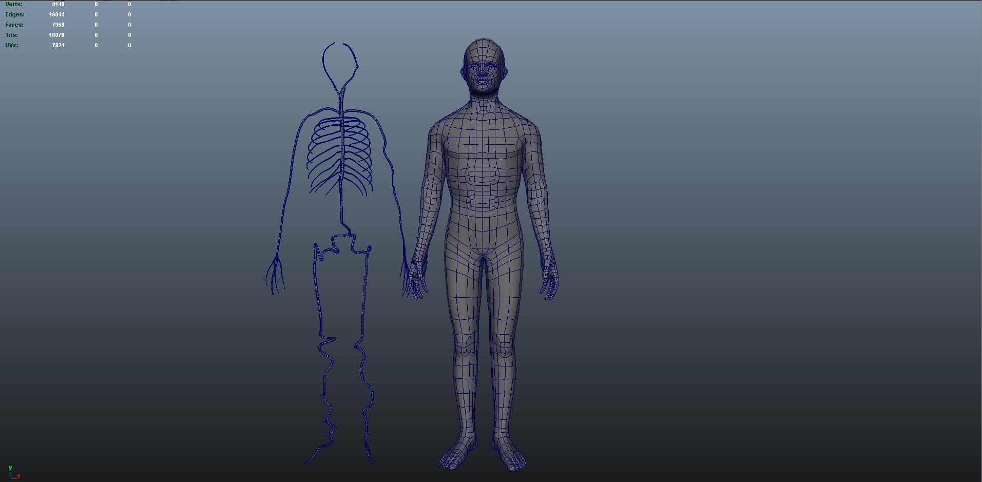 3d male human body arteries anatomy system 3D model_12