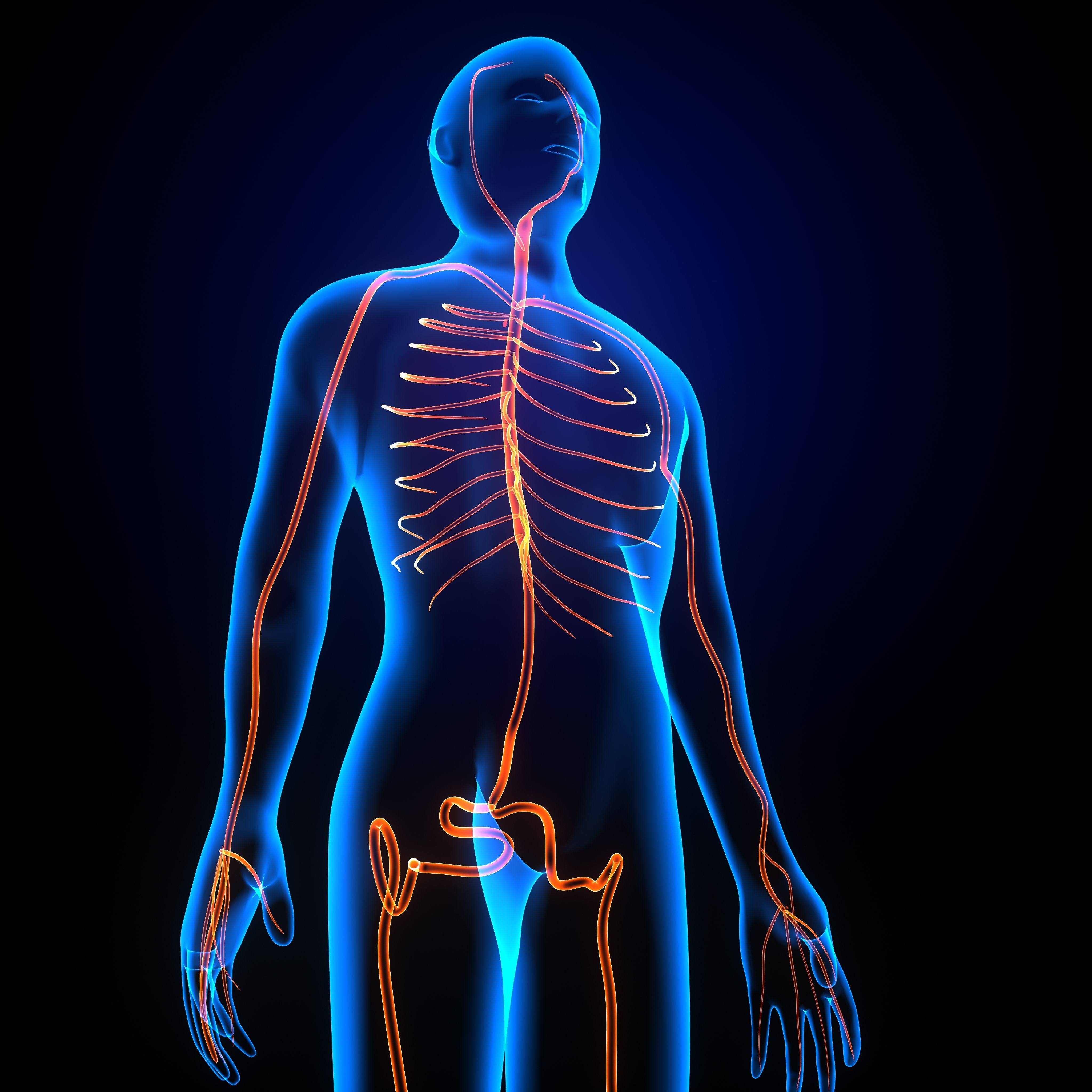 3d male human body arteries anatomy system 3D model_5