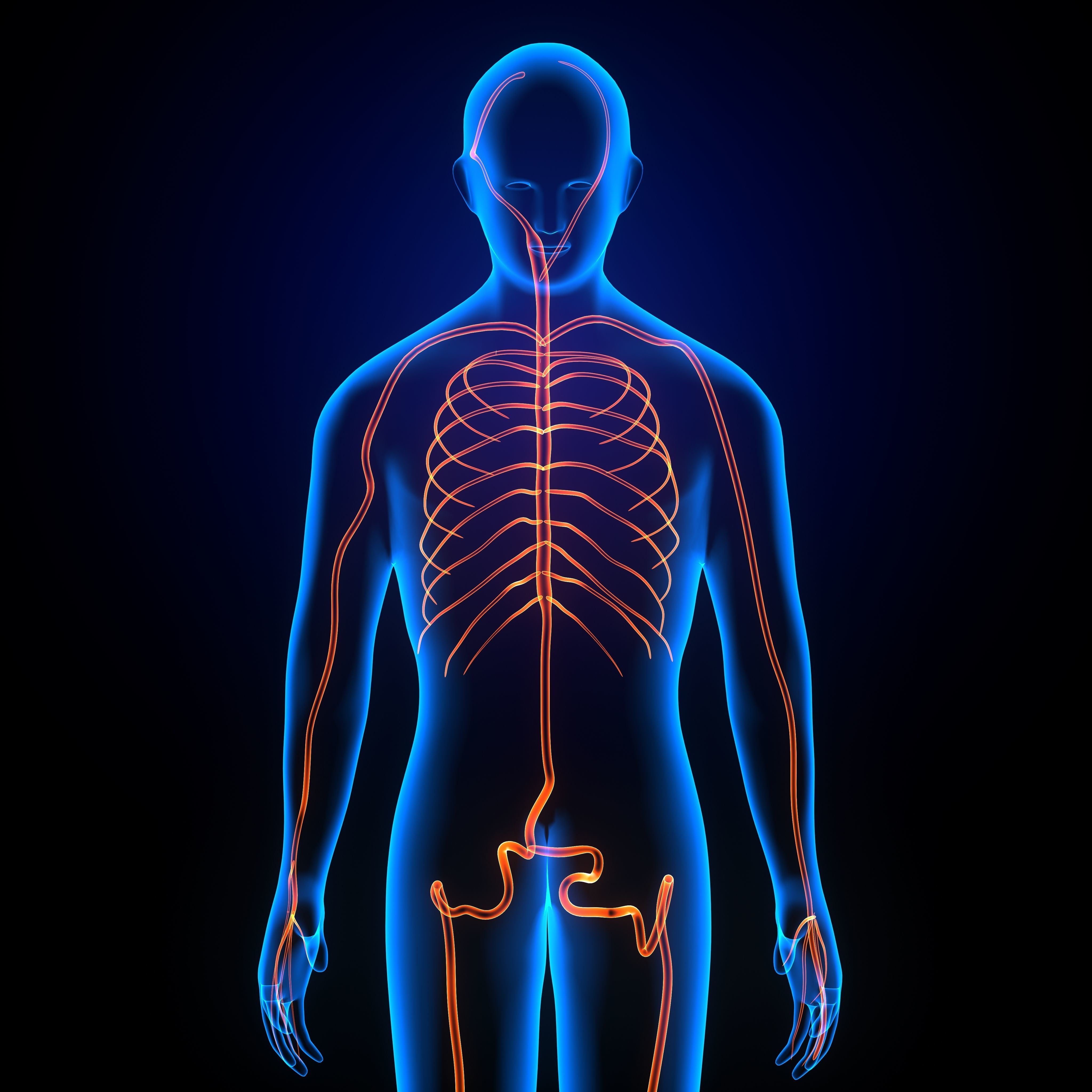 3d male human body arteries anatomy system 3D model_7