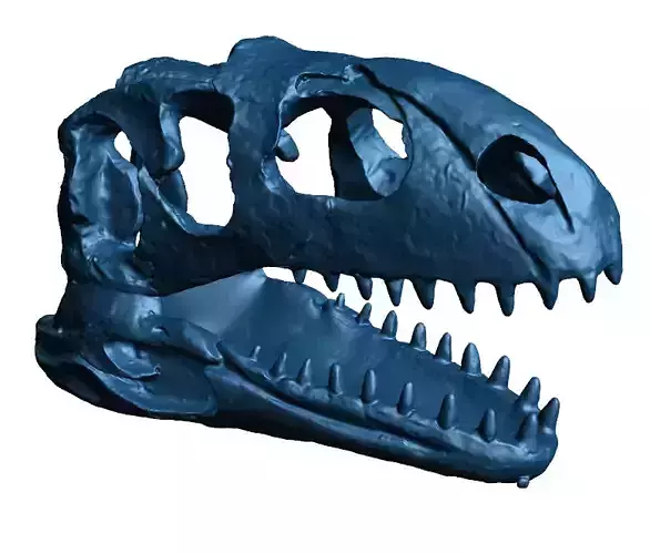 dinosaur skull  1