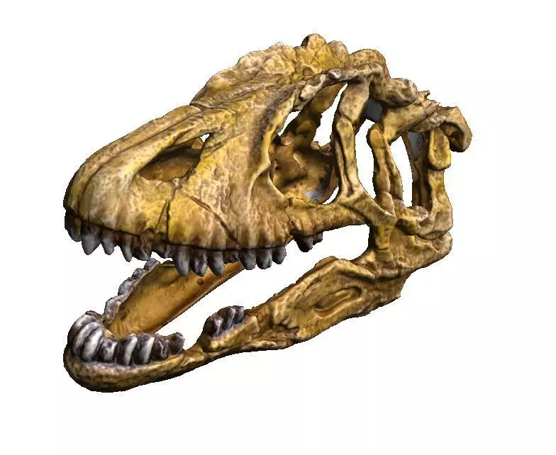 dinosaur skull 2 3D print model
