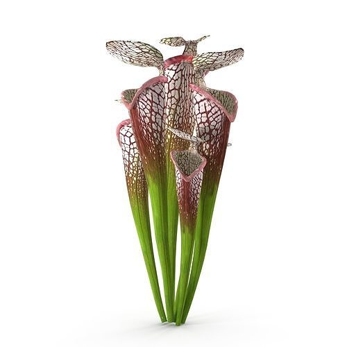 Sarracenia pitcher plants 3D model