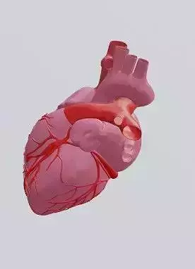 Heart human 3D model