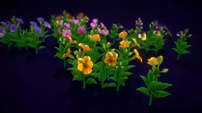 Flower Pansies