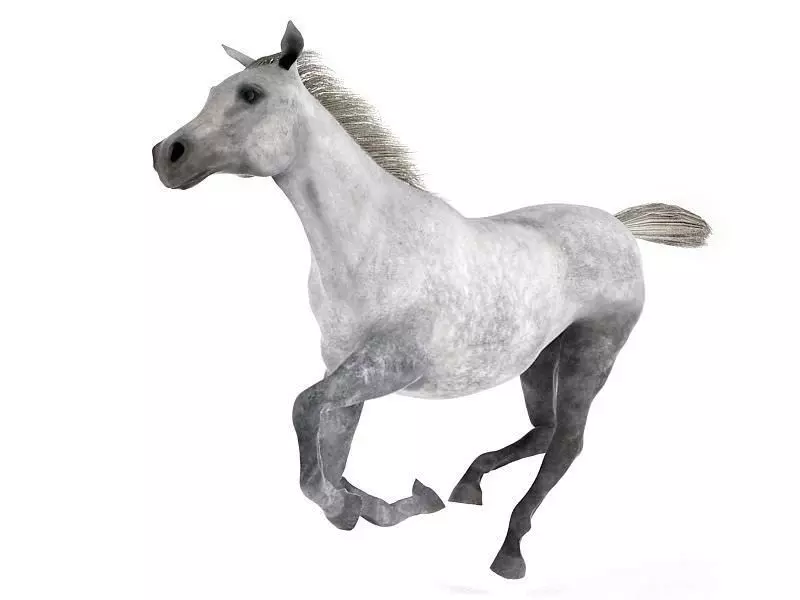 White And Grey Horse 3D model_0