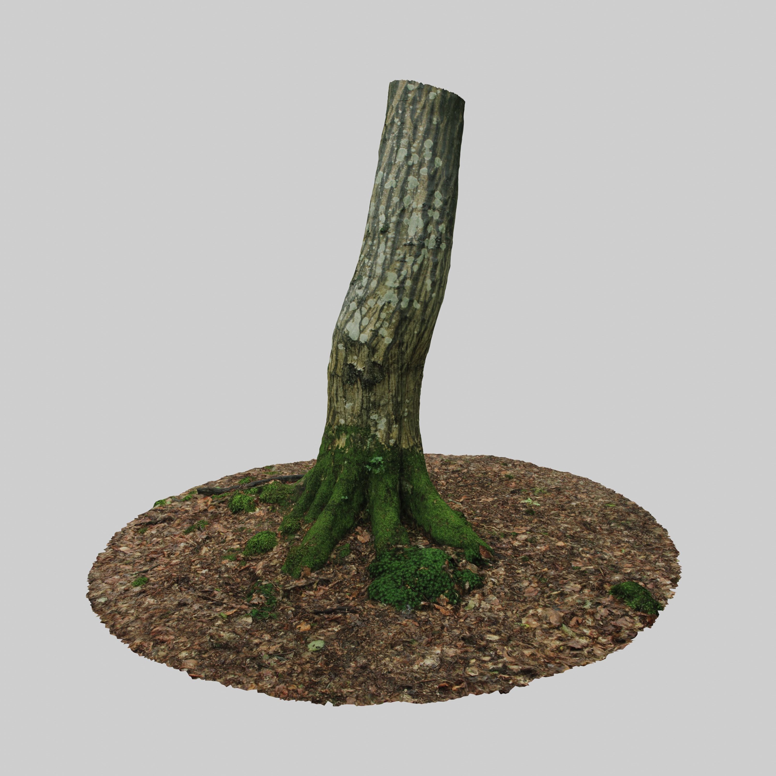 Mossy Tree Trunk 3D model_5