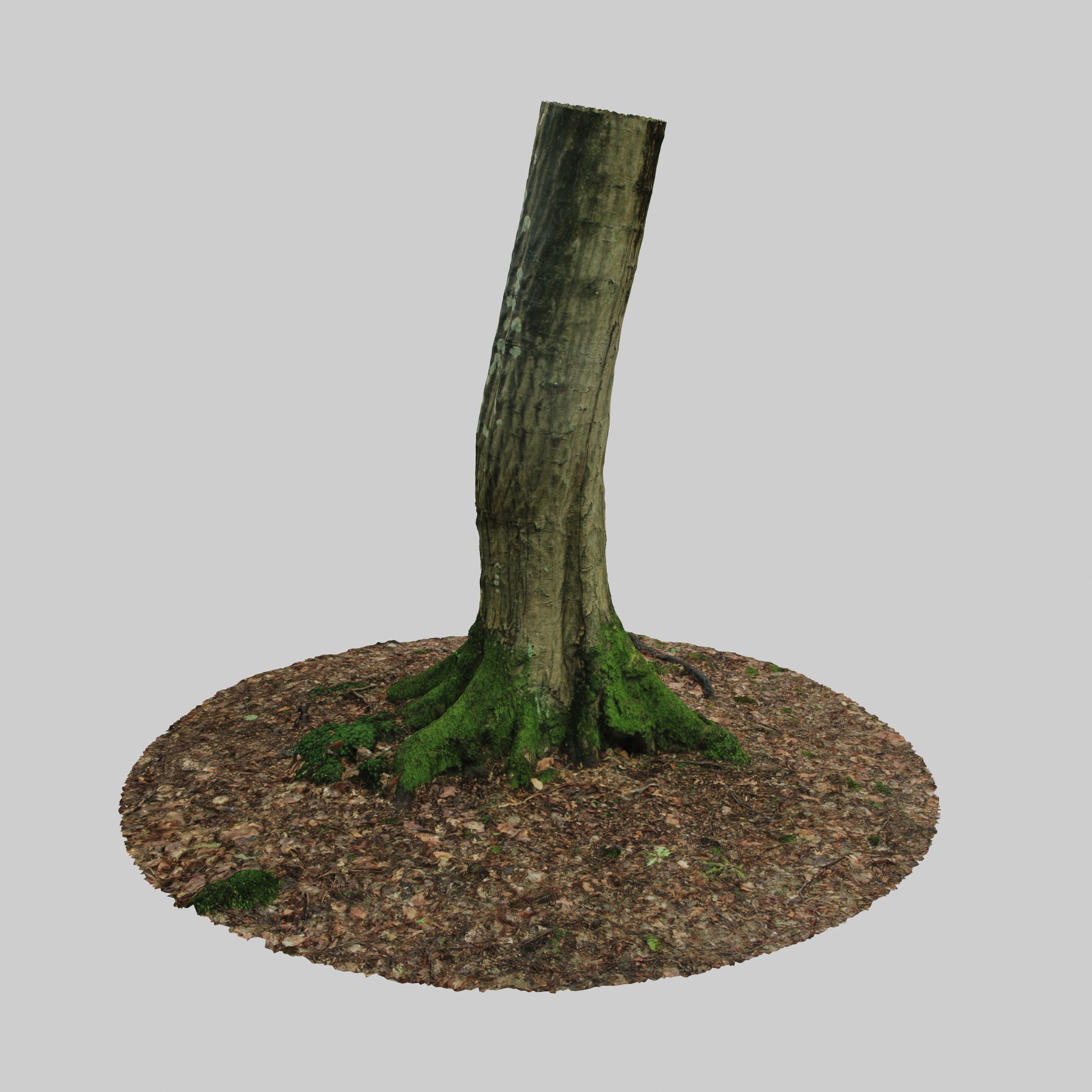 Mossy Tree Trunk 3D model_6