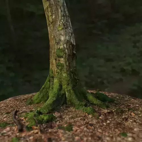 Mossy Tree Trunk
