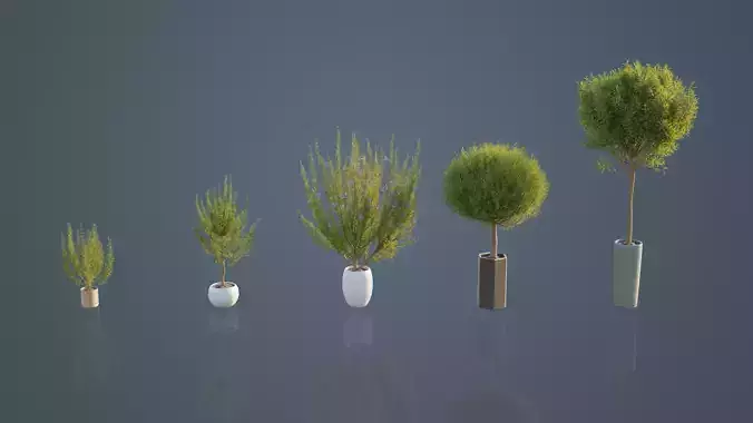 Pot Plants - Rosemary