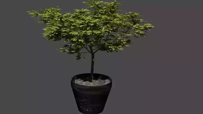 Tree in a pot