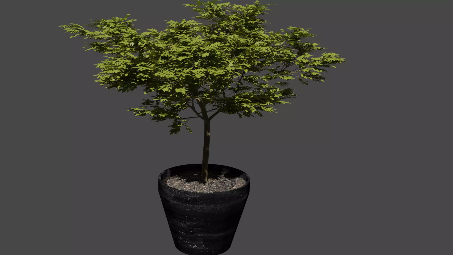 Tree in a pot Free low-poly 3D model