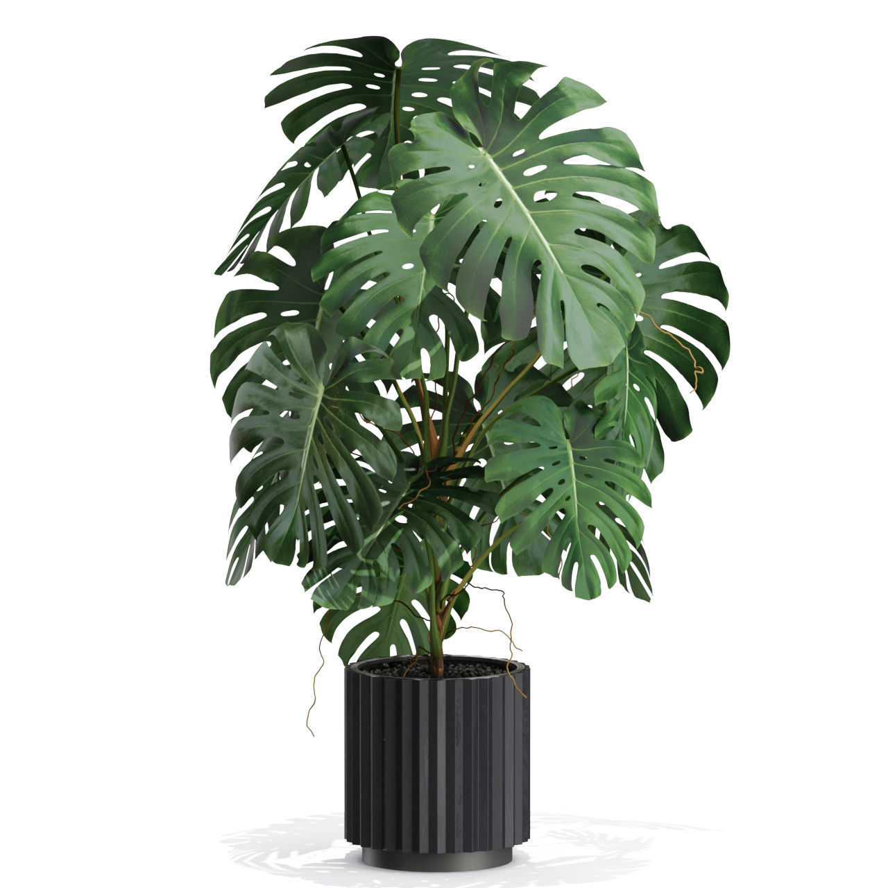 Plants collection 582 3D model_2