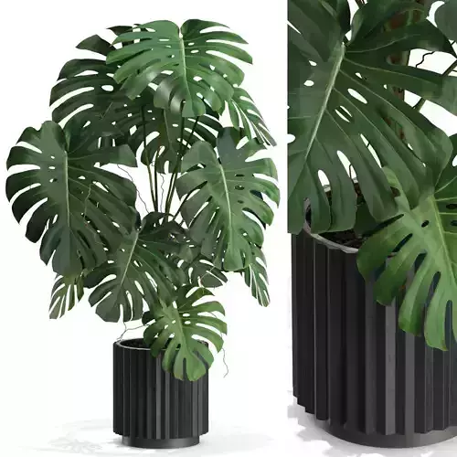 Plants collection 582 3D model