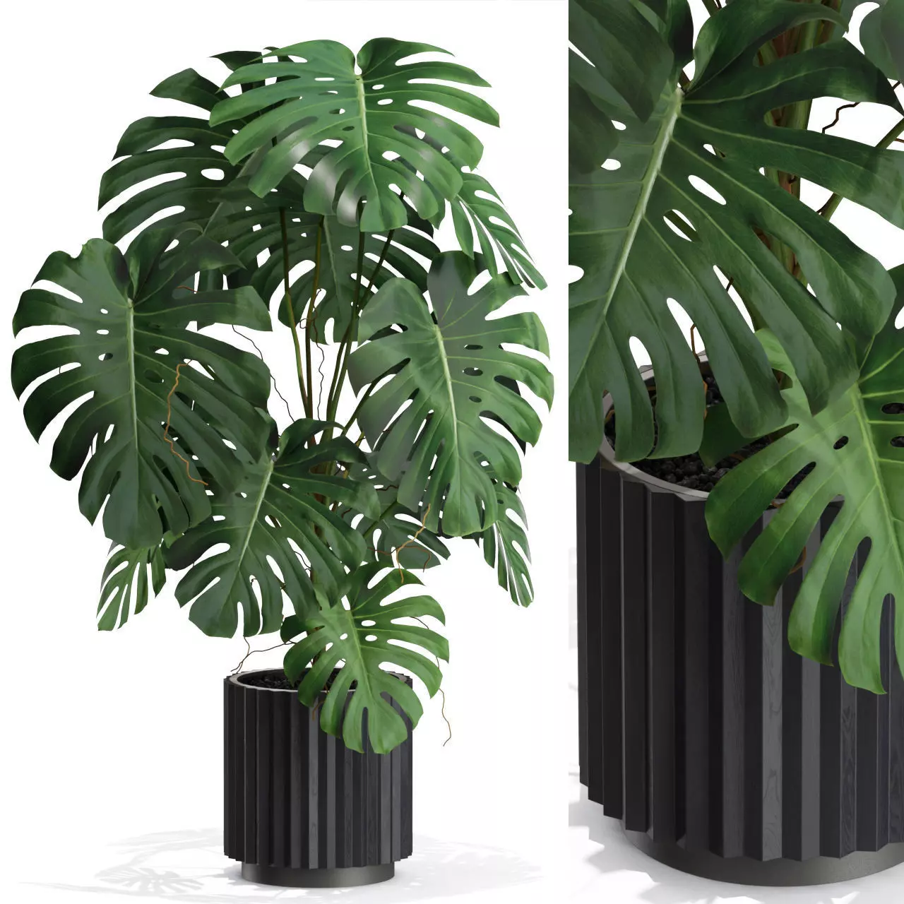 Plants collection 582 3D model_0