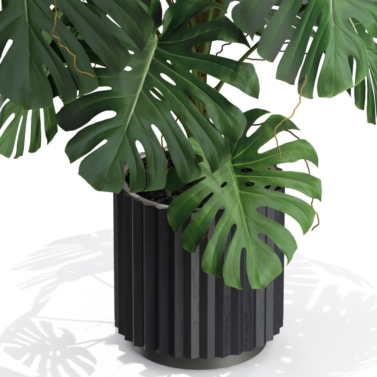 Plants collection 582 3D model_1