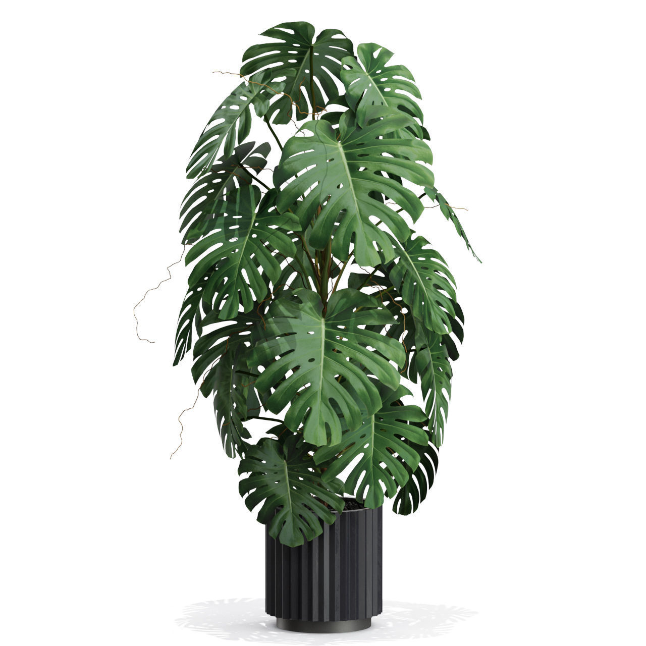 Plants collection 583 3D model_2