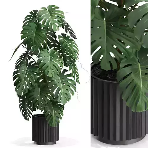 Plants collection 583 3D model