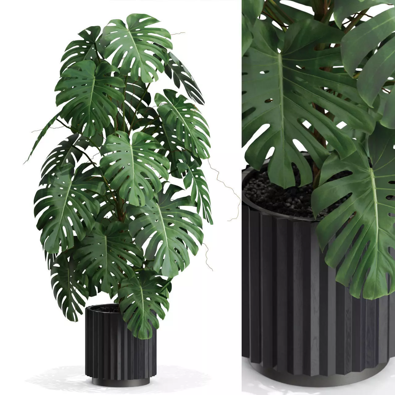 Plants collection 583 3D model_0