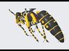 Wasp Robotic 3D model_1
