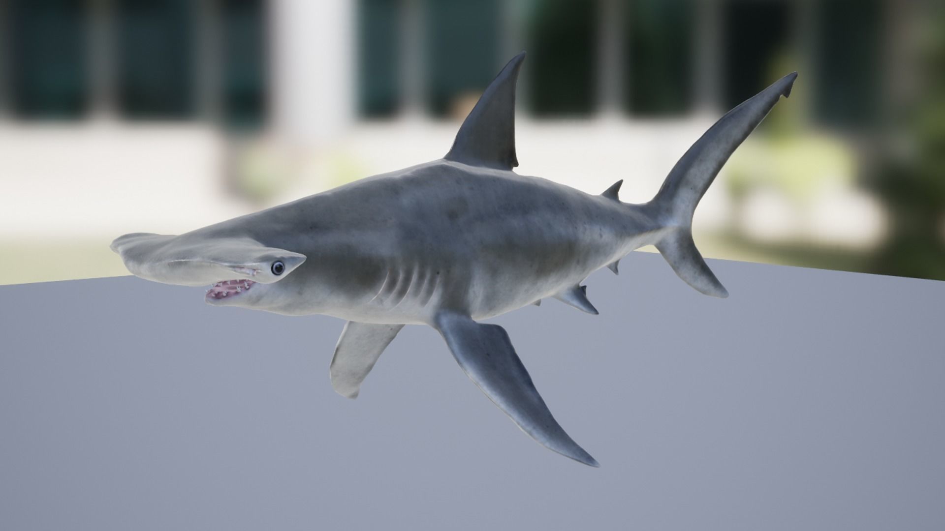 Hammerhead Shark Low-poly 3D model_8