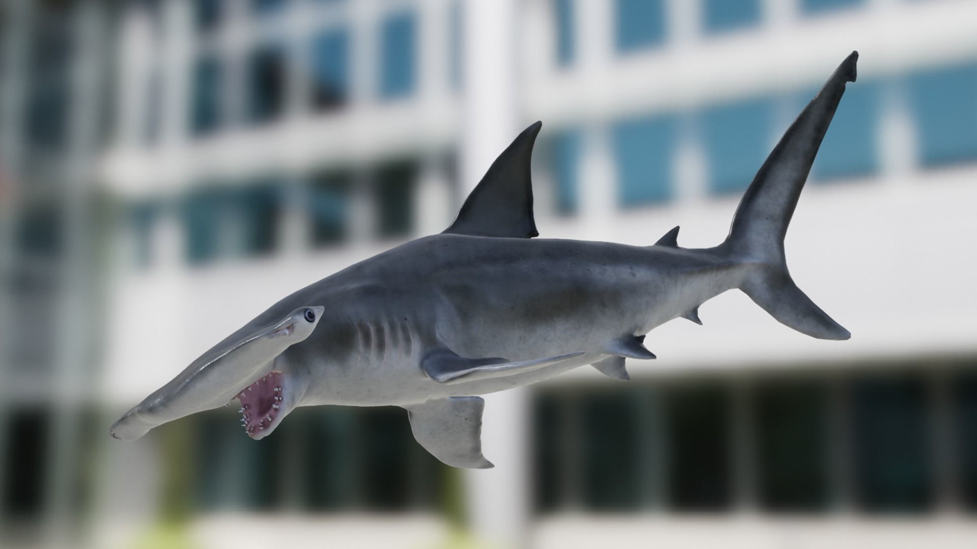 Hammerhead Shark Low-poly 3D model_11