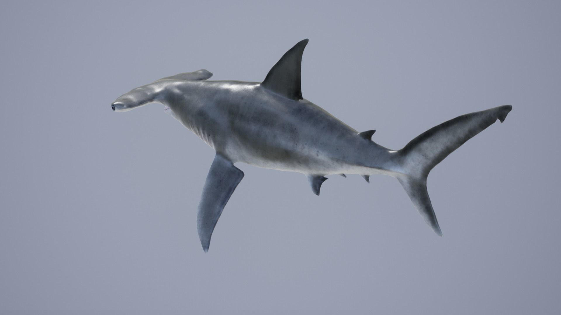 Hammerhead Shark Low-poly 3D model_10