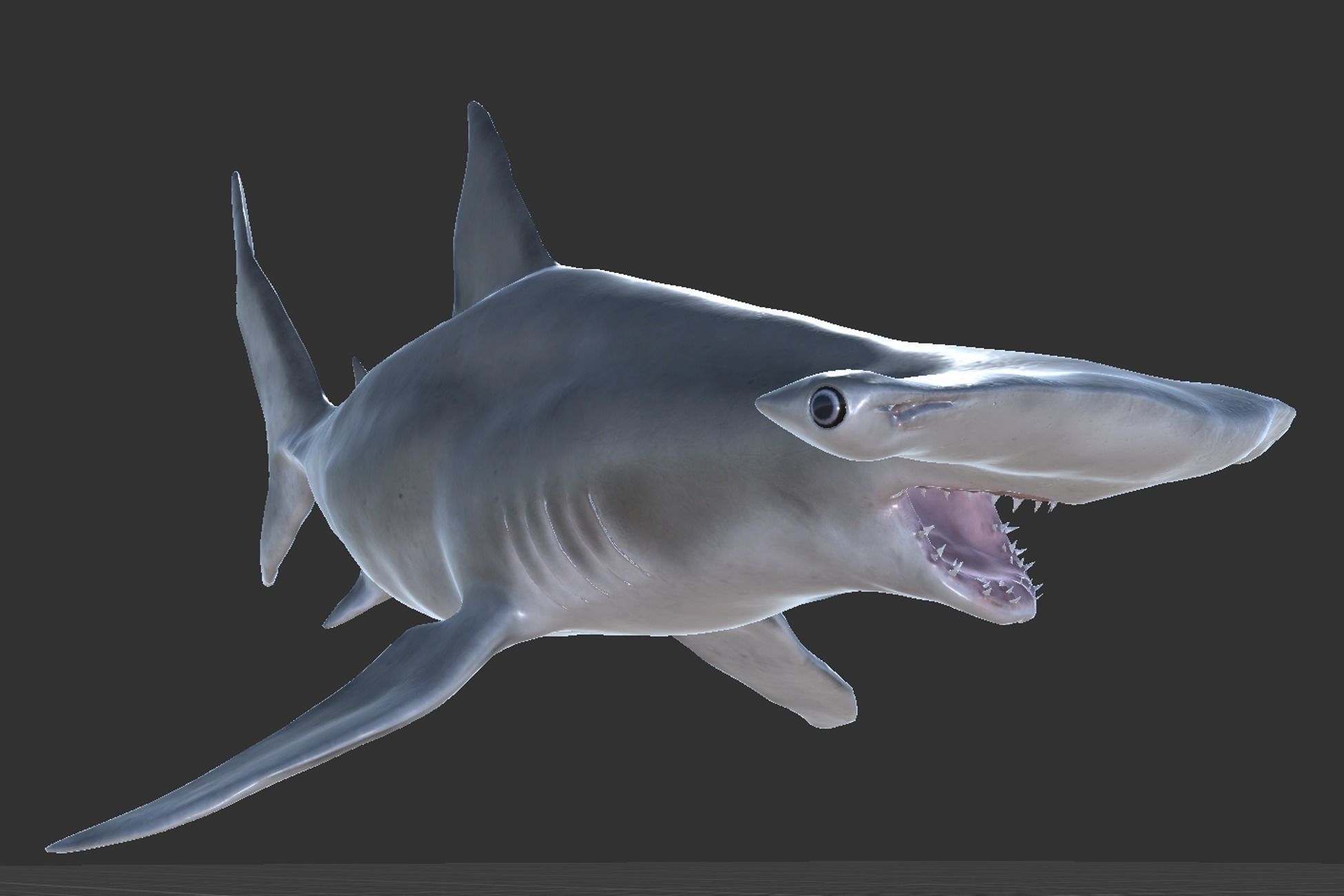 Hammerhead Shark Low-poly 3D model_7