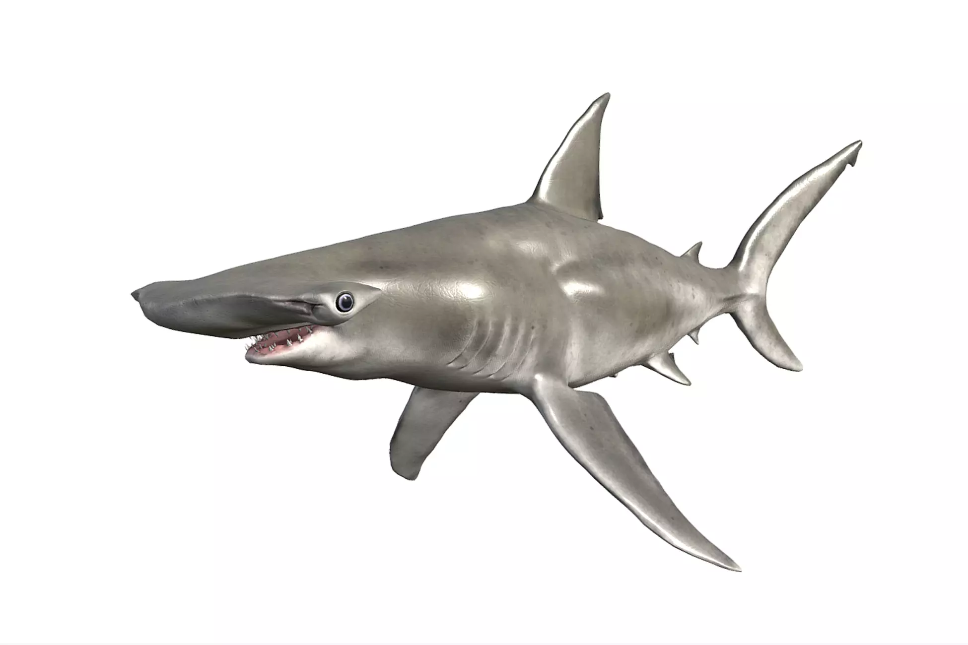Hammerhead Shark Low-poly 3D model_0
