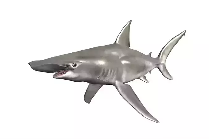 Hammerhead Shark Low-poly 3D model