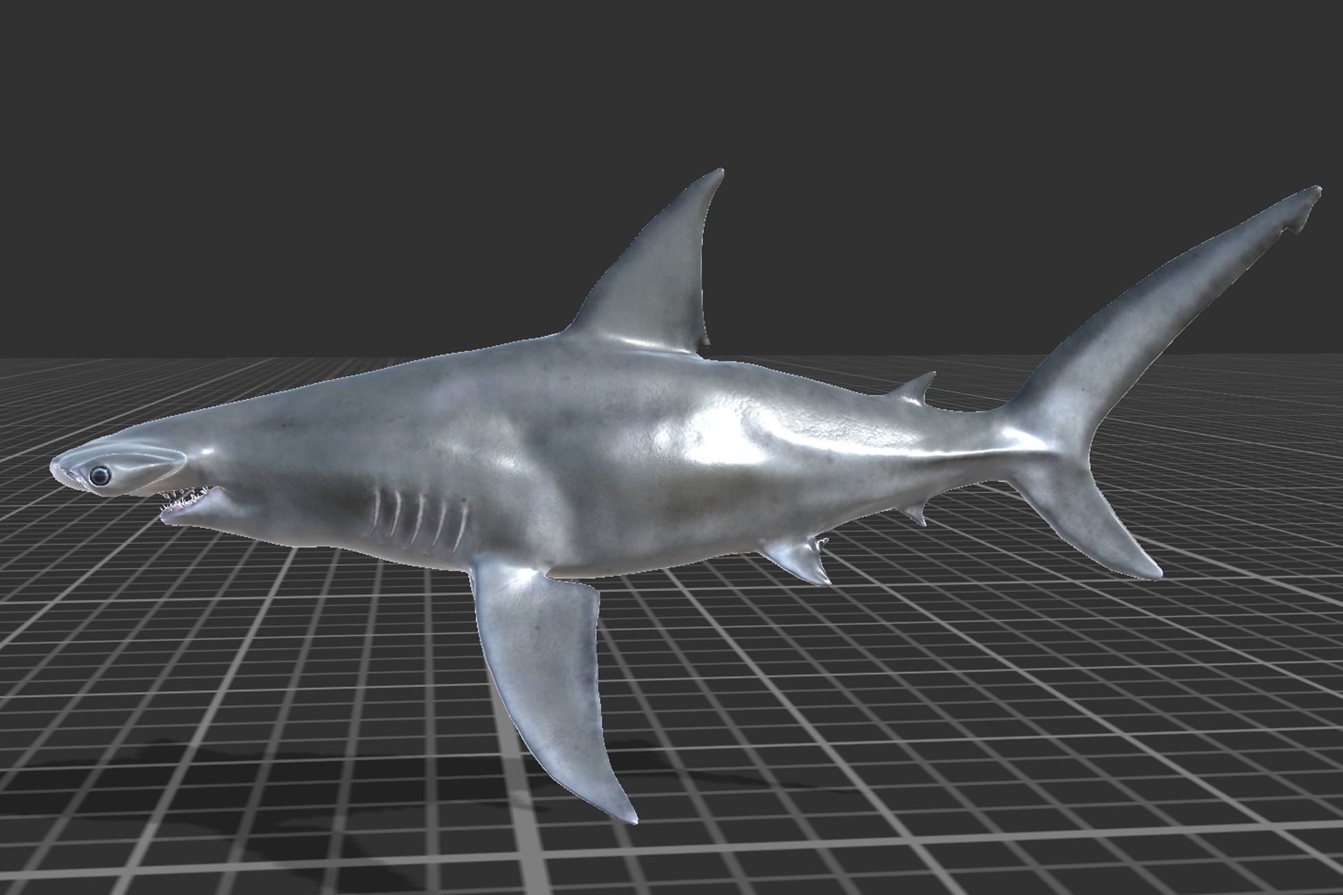 Hammerhead Shark Low-poly 3D model_2
