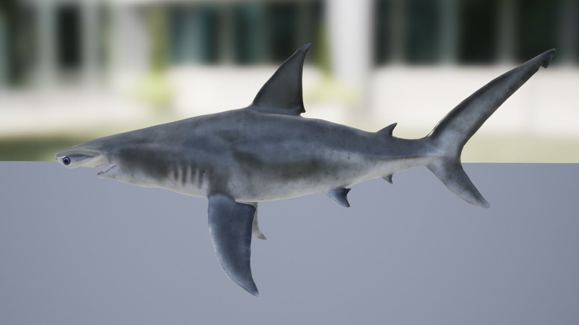 Hammerhead Shark Low-poly 3D model_6