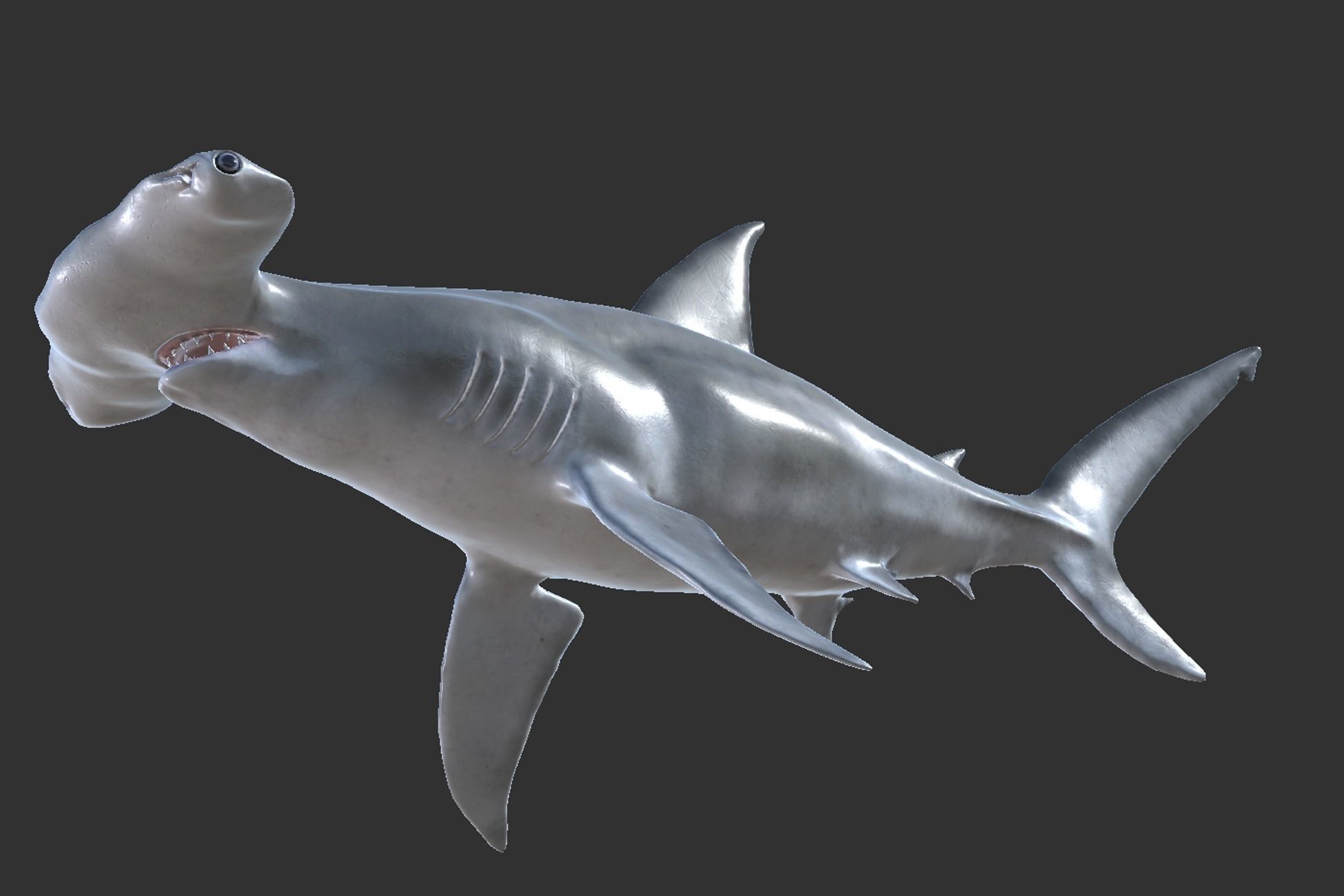 Hammerhead Shark Low-poly 3D model_5