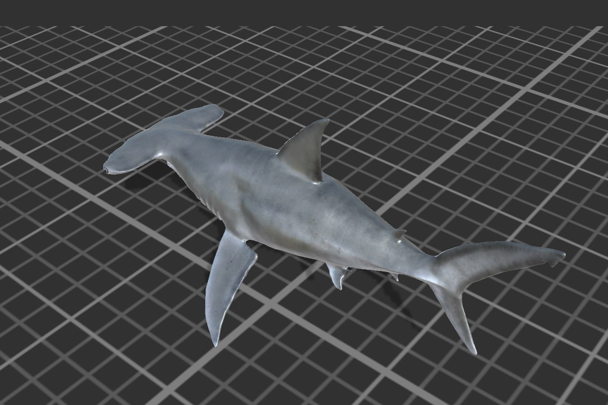 Hammerhead Shark Low-poly 3D model_4