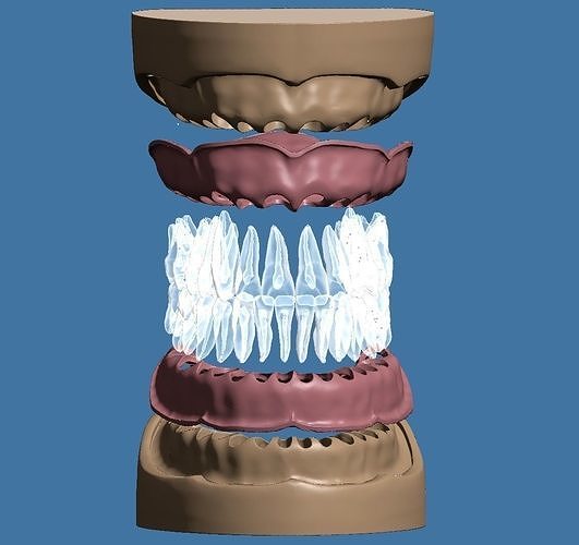 Dental anatomy base fit to anatomical teeth model  3D print model