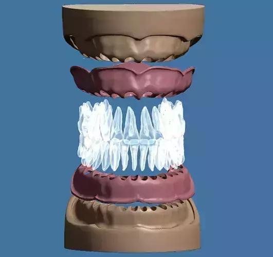Dental anatomy base fit to anatomical teeth model 