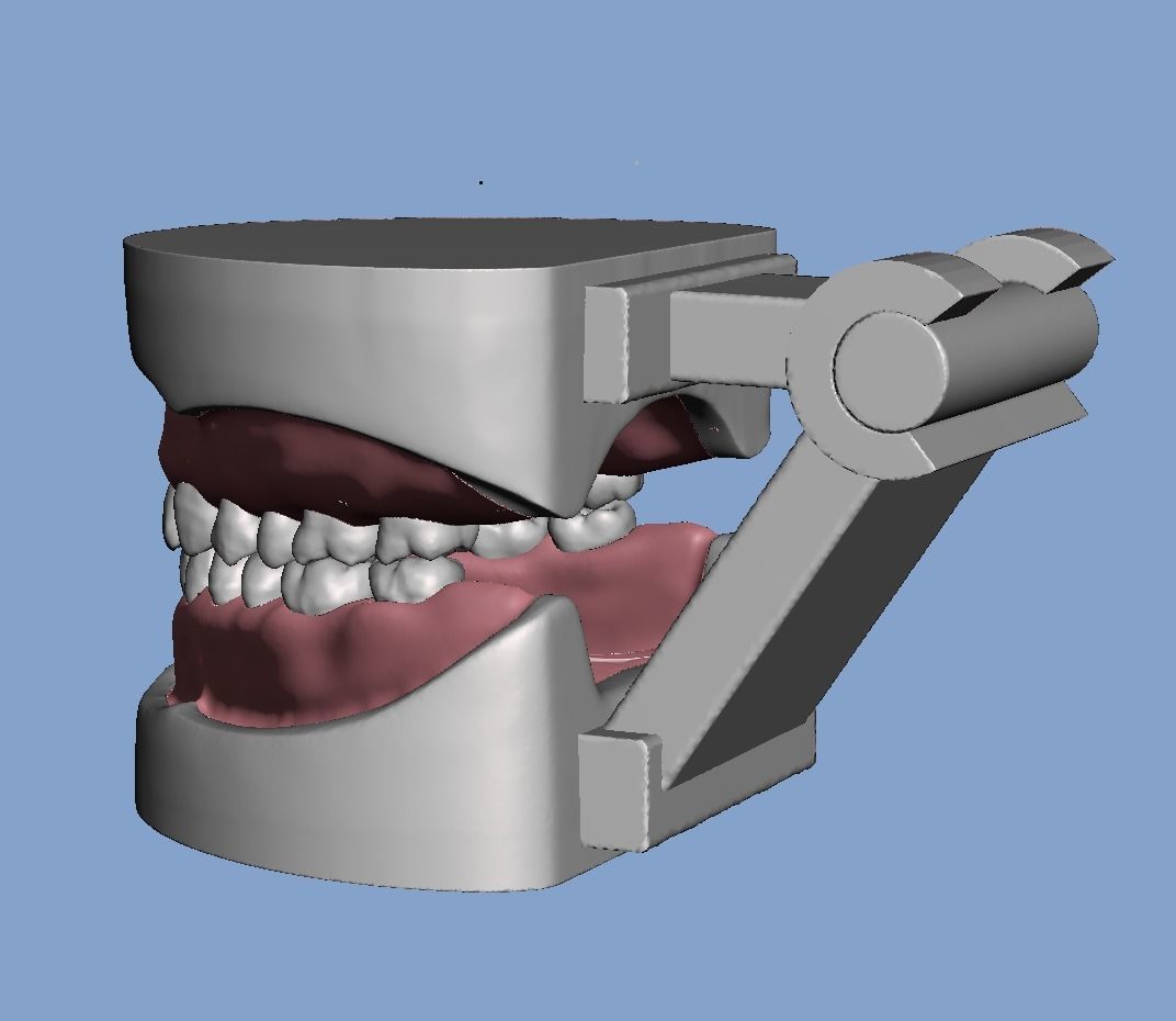 D007 Dental anatomy model with natural root and canal 3D print model_4