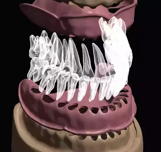 D007 Dental anatomy model with natural root and canal 3D print model