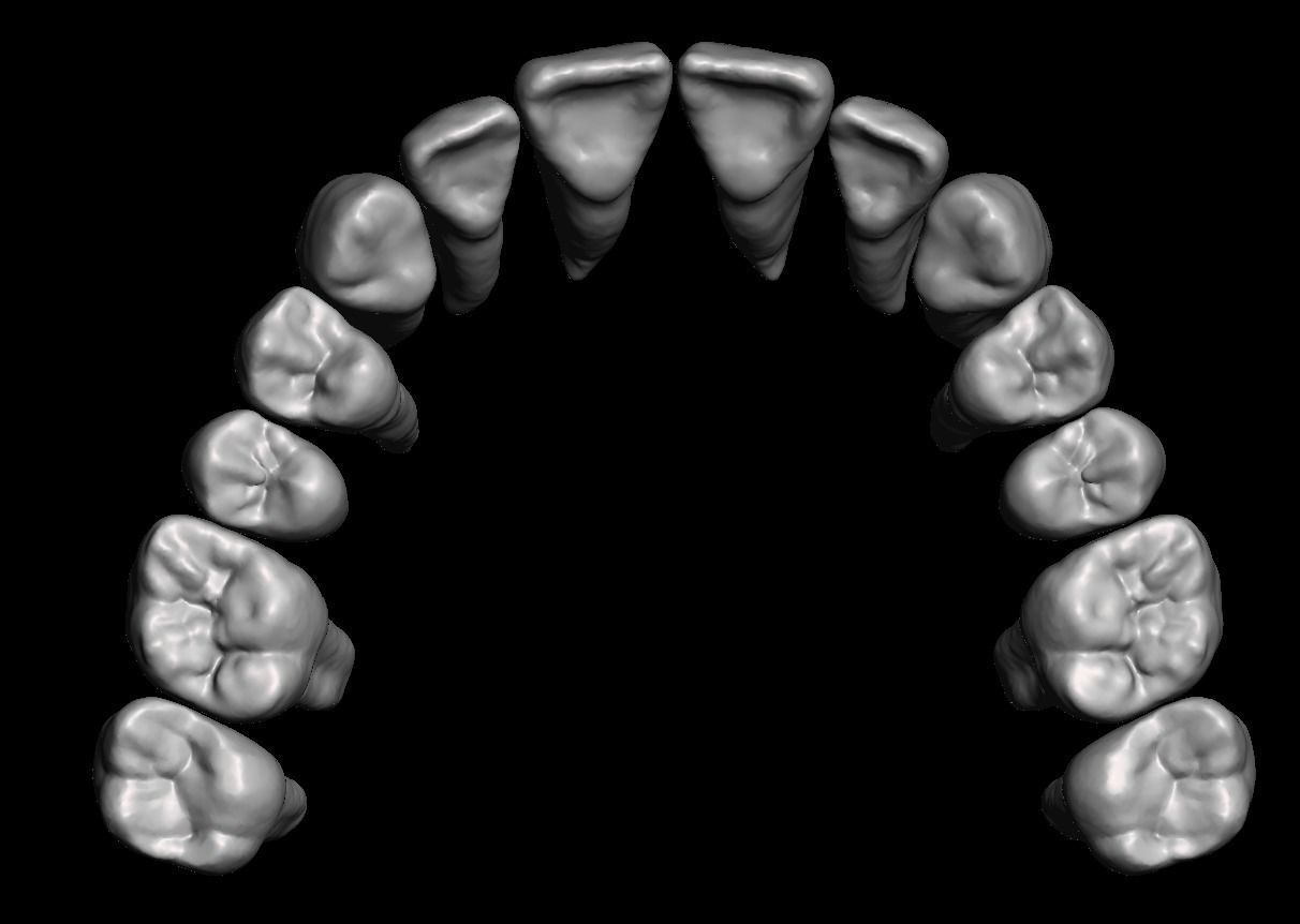 D007 Dental anatomy model with natural root and canal 3D print model_6