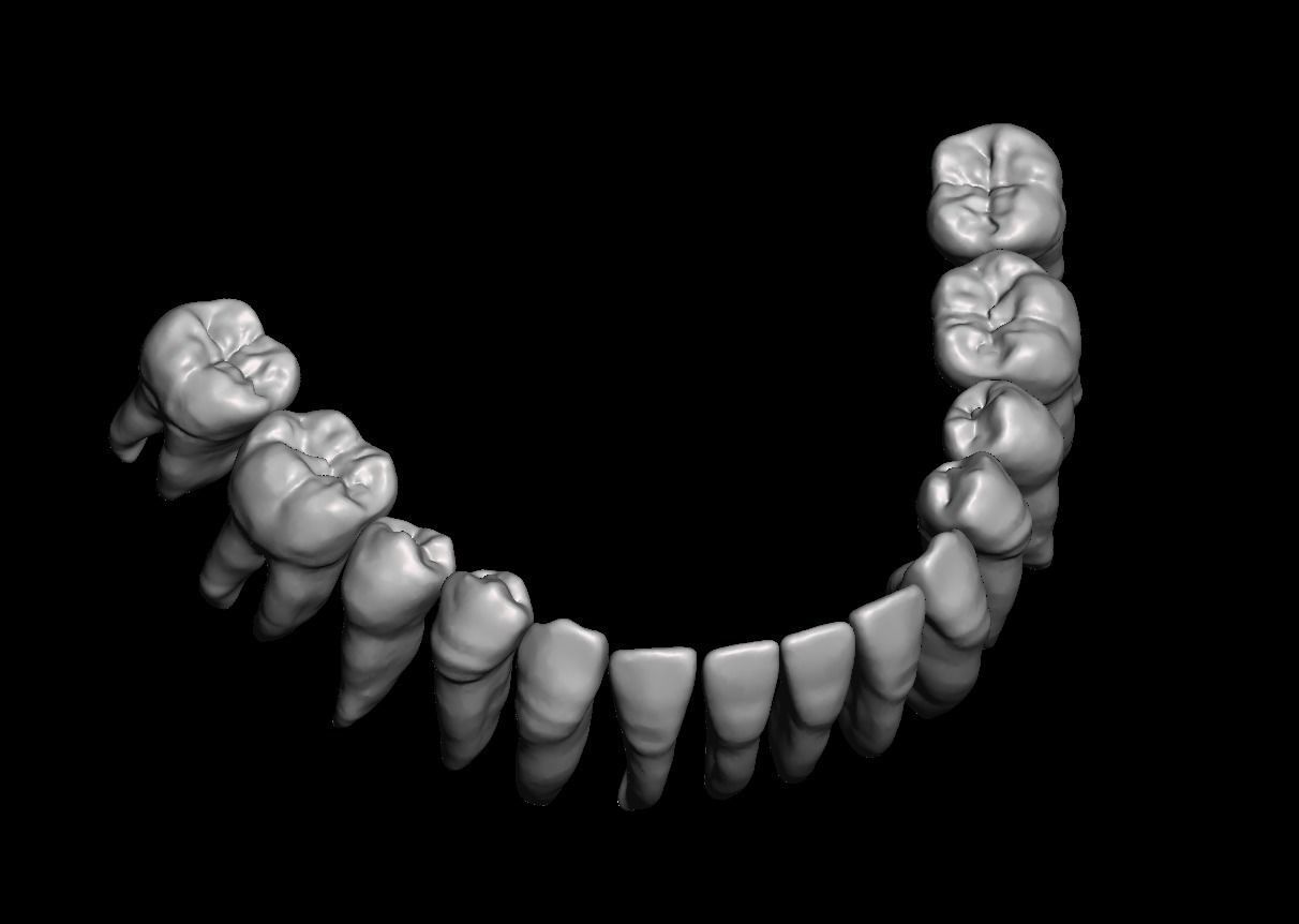 D007 Dental anatomy model with natural root and canal 3D print model_7