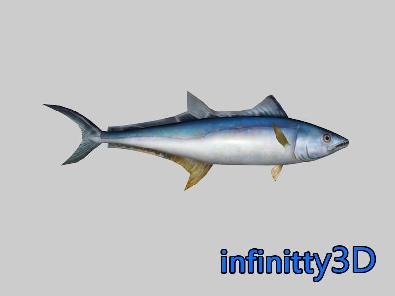 Coral Fish Pack 1 Low-poly 3D model_4