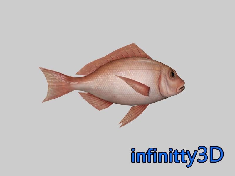 Coral Fish Pack 1 Low-poly 3D model_3