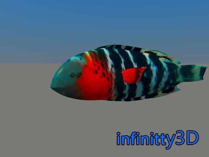 Coral Fish Pack 1 Low-poly 3D model_13