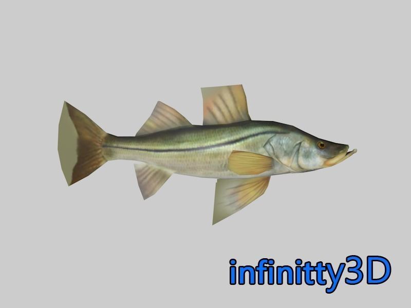 Coral Fish Pack 1 Low-poly 3D model_8