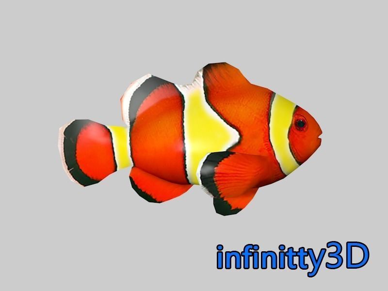 Coral Fish Pack 1 Low-poly 3D model_5