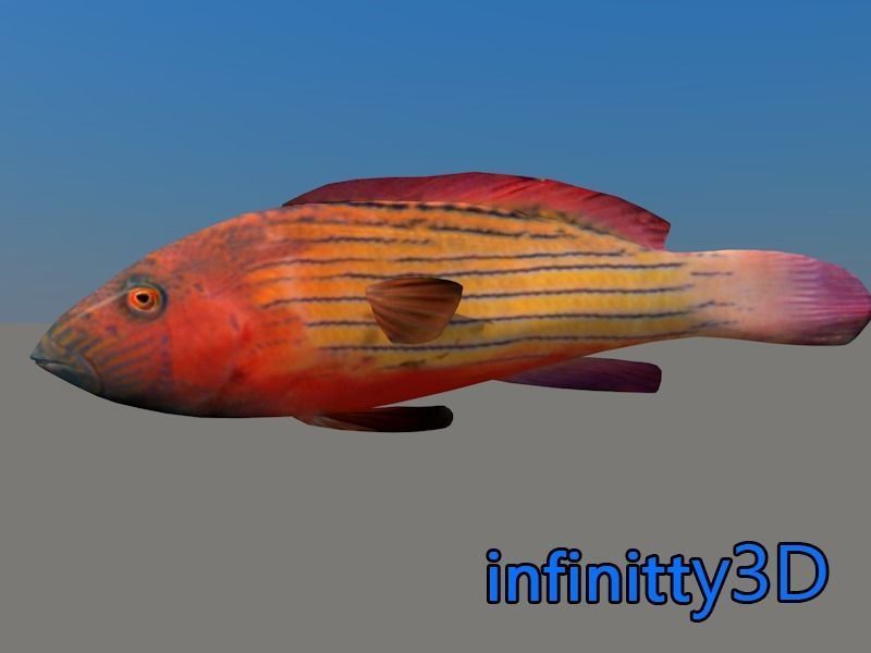 Coral Fish Pack 1 Low-poly 3D model_14